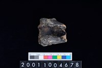 藏品(左肱骨下半部)的圖片