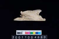 藏品(左肱骨下半部)的圖片