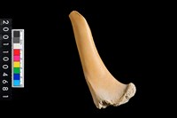 藏品(左肱骨下半部)的圖片