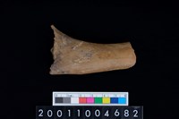 藏品(左肱骨上半部)的圖片