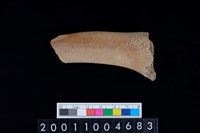 藏品(左肱骨上半部)的圖片