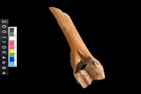 藏品(右肱骨下半部)的圖片