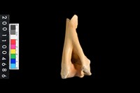 藏品(右肱骨下半部)的圖片