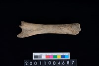 藏品(右肱骨下半部)的圖片