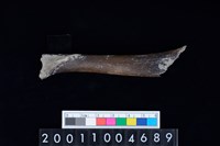 藏品(右肱骨下半部)的圖片