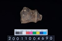 藏品(右肱骨下半部)的圖片