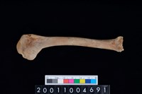 藏品(鳥肱骨)的圖片