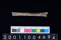 藏品(鳥骨)的圖片