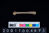 藏品(鳥骨)的圖片