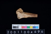 藏品(鳥骨)的圖片