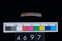 藏品(鳥肱骨)的圖片