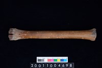 藏品(掌骨)的圖片