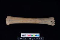 藏品(掌骨)的圖片