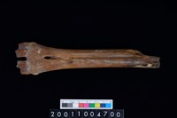 藏品(掌骨)的圖片