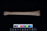 藏品(蹠骨)的圖片