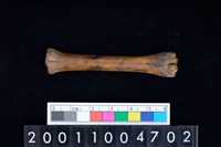 藏品(掌骨)的圖片