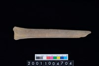 藏品(蹠骨)的圖片