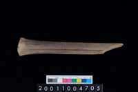 藏品(蹠骨)的圖片