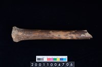 藏品(掌骨)的圖片