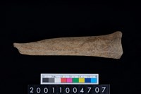 藏品(掌骨)的圖片