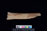 藏品(蹠骨)的圖片