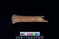 藏品(掌骨)的圖片