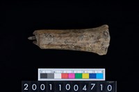 藏品(掌骨)的圖片