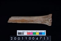 藏品(掌骨)的圖片