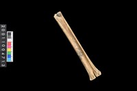 藏品(掌骨)的圖片