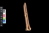 藏品(蹠骨)的圖片