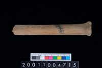 藏品(掌骨)的圖片