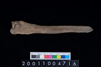 藏品(掌骨)的圖片