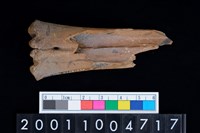 藏品(掌骨)的圖片