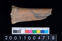 藏品(掌骨)的圖片