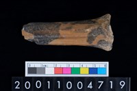 藏品(掌骨)的圖片