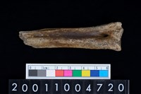 藏品(掌骨)的圖片