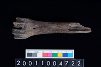 藏品(蹠骨)的圖片