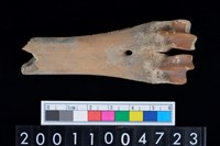 藏品(蹠骨)的圖片