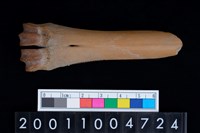 藏品(掌骨)的圖片