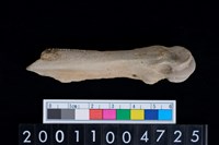 藏品(掌骨)的圖片