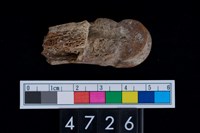 藏品(掌骨)的圖片