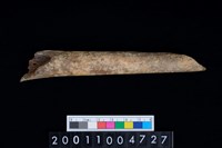 藏品(掌骨)的圖片