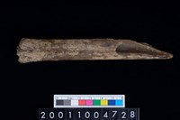 藏品(掌骨)的圖片