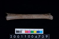 藏品(蹠骨)的圖片