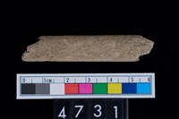 藏品(蹠骨)的圖片