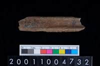 藏品(蹠骨)的圖片