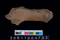 藏品(左跟骨)的圖片