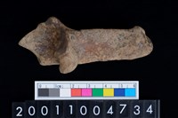 藏品(左跟骨)的圖片