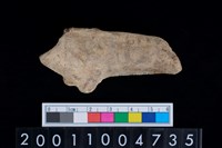 藏品(左跟骨)的圖片