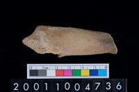 藏品(左跟骨)的圖片